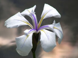 Irisblüten/9661138