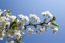 Kirschblüten vor blauem Himmel/10933775